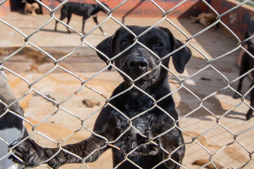 Prefeitura de Apucarana promove feira de adoção de cães e gatos neste sábado