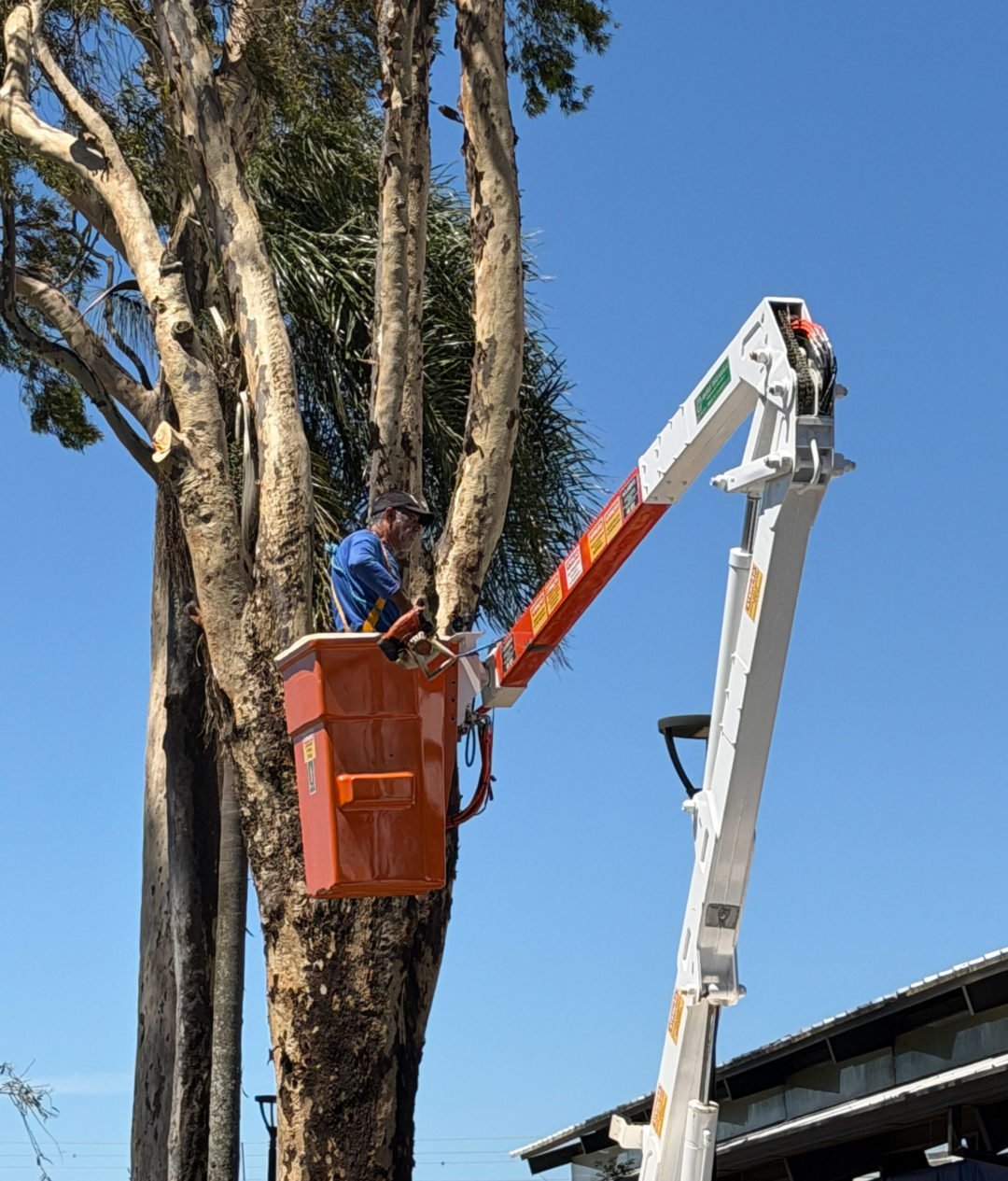 Prefeitura de Apucarana faz retirada preventiva de eucalipto com risco de queda ao lado do Espaço das Feiras