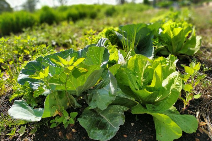 IAT vai investir R$ 39,1 milhões em 13 projetos de agroecologia no Paraná
