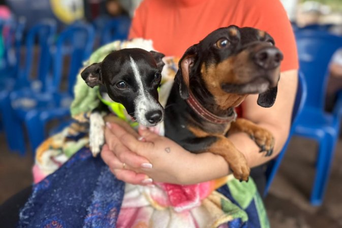 CastraPet beneficiou 15,8 mil animais do Litoral e RMC; confira agenda de novembro